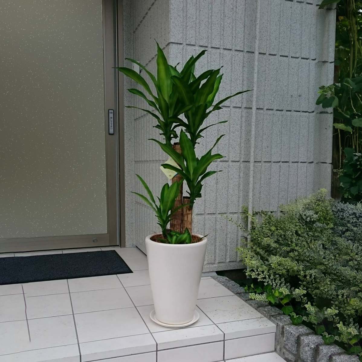 観葉植物